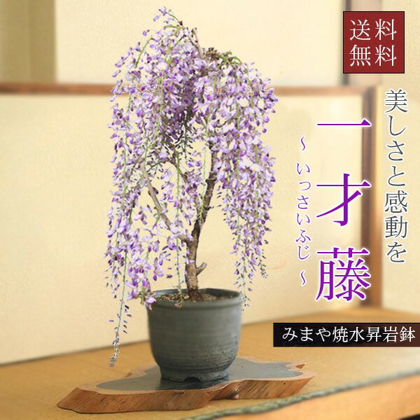 ギフト【即日出荷可】盆栽：一才藤（みまや焼水昇岩鉢）*【2026年開花終了】【あす楽対応】優美　良い香りbonsai