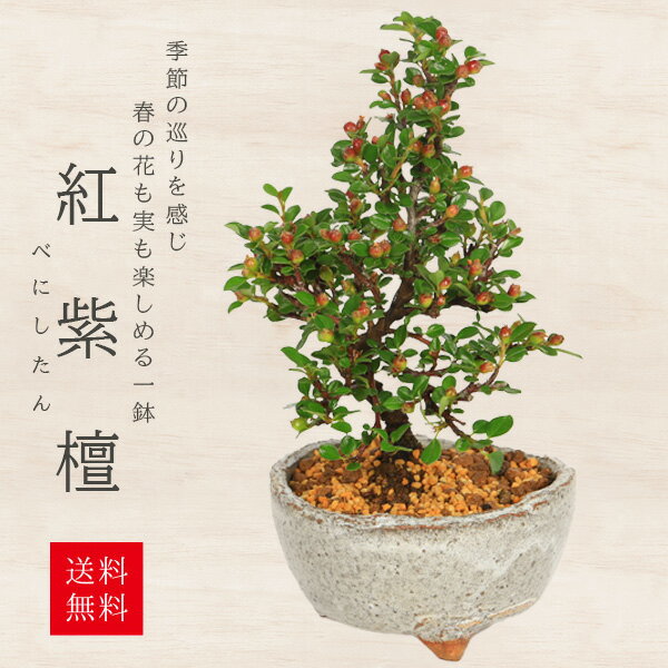 楽天市場】盆栽妙 紅紫檀盆栽の通販