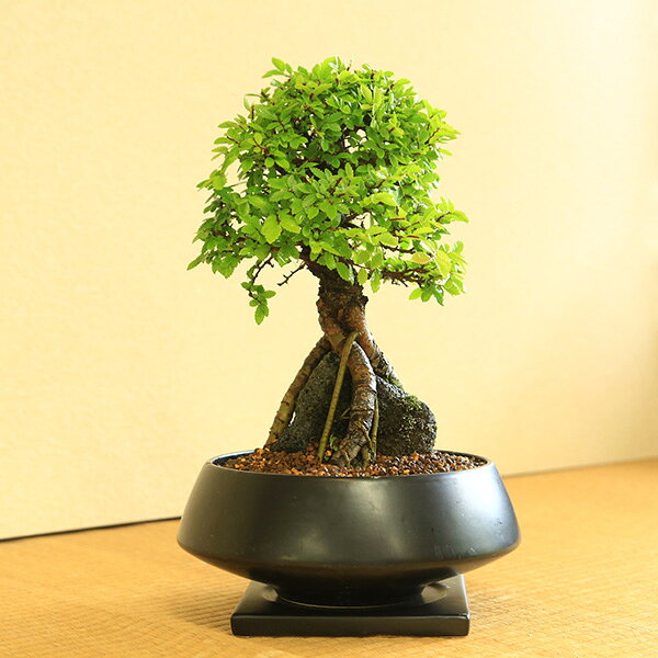 ニレケヤキの盆栽｜根上がり・石付き・中品