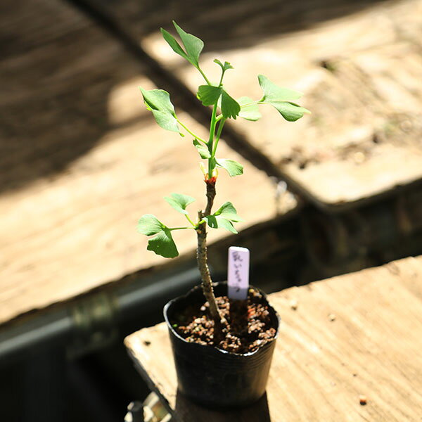 植え替え用土セット 商品情報 樹種：銀杏（イチョウ） 撮影日：5月 落葉樹。 古木になると乳柱（気根）が見られることから“乳イチョウ”と呼ばれる縁起木です。 性質や育て方は一般的なイチョウと同様です。 ＊数量ものの為、写真と若干形状が異なる場合がございます。 ＊成長に伴い樹高が高くなっている場合があります。 サイズ 樹高：約20cm　鉢径：約7.5cm 手入れ 水遣り・・・用土の表面が乾いたらあげる。目安は春・秋は1日1-2回、夏1日2回、冬2,3日に1回。 置き場所・・・基本的に室外。日当たり・風通しの良い所。夏は半日陰が良い。冬は風、霜があたらない陽だまりが良い。室内での鑑賞期間の目安は、春から秋は2-3日、冬は1週間です。冷暖房の風が直接あたらないように気をつけてください。 簡単な育て方説明書がご入用の方は、備考欄にお書き下さい。 ご購入後、詳しい手入れ方法を知りたい方は、メール・電話等でお問い合わせ下さい。 納期 配達ご希望日時のご指定ができます。お急ぎの場合は午前中までにご注文の場合、即日発送も可能です。 配送 【業者】 ヤマト運輸 【配送サービス名】宅急便 用途 【母の日】【父の日】【敬老の日】【お誕生日】【お中元】【還暦】【喜寿】【傘寿】【記念樹】【お祝い】【ギフト】【ご自宅用】