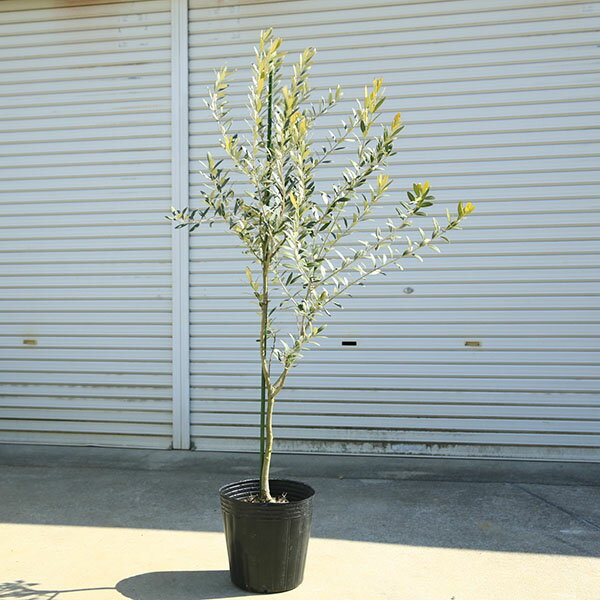 庭木・植木：オリーブ（シプレッシーノ）*樹高150cm 現品限り 大型佐川急便配送