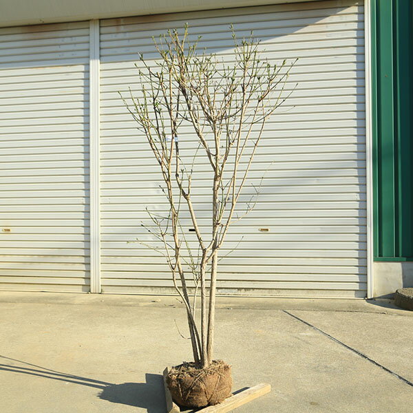 Rakuten - 特選庭木・植木：マユミ（まゆみ）真弓　ピンク　樹高150cm 現品限り　小さな雄木もセットでついてきます。　佐川急便