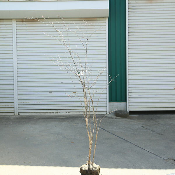庭木　植木：ウグイスカグラ　花色不明　山採り品　樹高180cm*現品限り！　鶯神楽　佐川急便