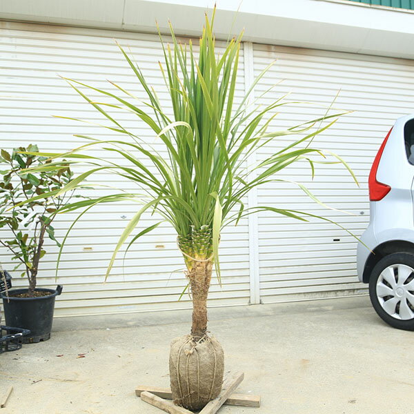 Rakuten - 庭木　植木：ドラセナ(ニオイシュラン)コルジリネ・オーストラリス*現品限り！　樹高140cm 全高170cm　佐川急便発送