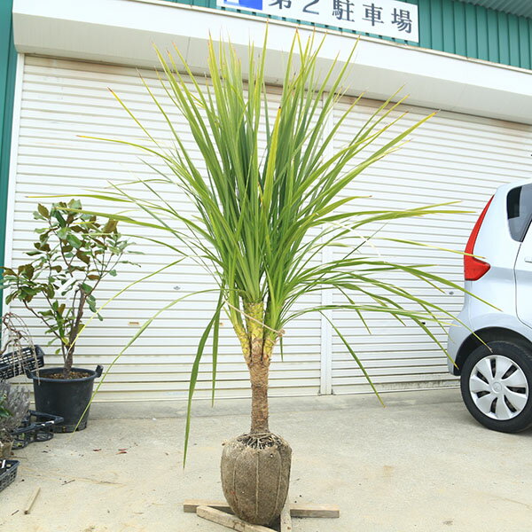 Rakuten - 庭木　植木：ドラセナ(ニオイシュラン)コルジリネ・オーストラリス*現品限り！　樹高140cm 全高170cm　佐川急便発送