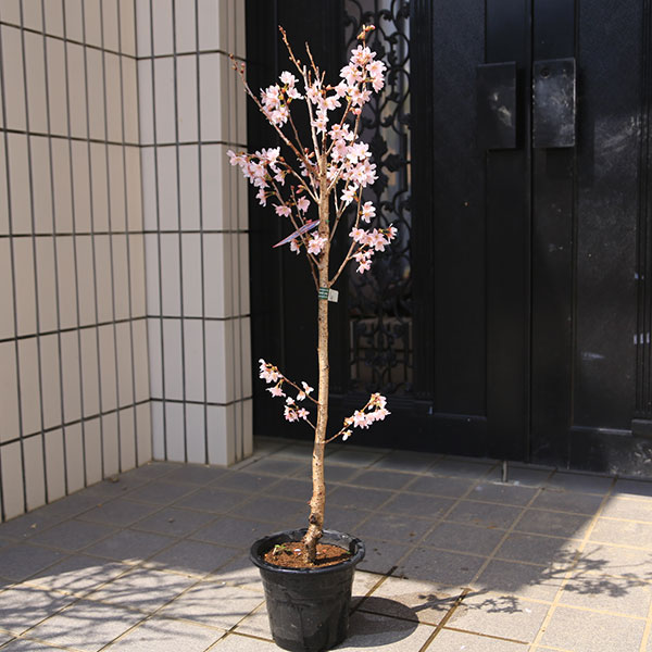 楽天市場】啓翁桜 盆栽の通販