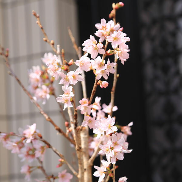 庭木・植木・苗木：けいおう桜（啓翁桜）*早咲き冬の桜　花材としても大人気品種！...