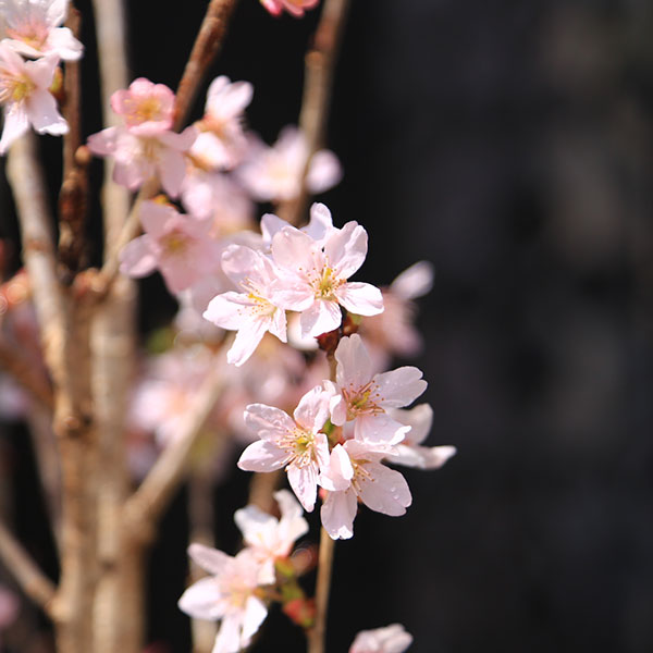 庭木・植木・苗木：けいおう桜（啓翁桜）*早咲き冬の桜　花材としても大人気品種！...