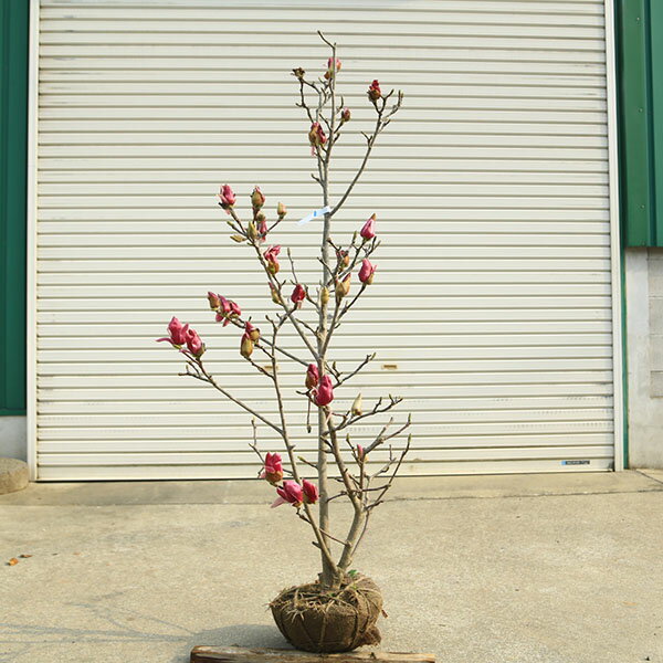 Rakuten - 庭木・植木：ニシキモクレン（錦木蓮）錦モクレン　現品限り　樹高約140cm　*　マグノリア　　佐川急便