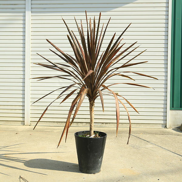 Rakuten - 庭木　植木 　苗：コルジリネ・オーストラリス・コーヒークラシック　硬質プラスチック鉢植え　全高130cm*赤ドラ　ドラセナ　佐川急便発送