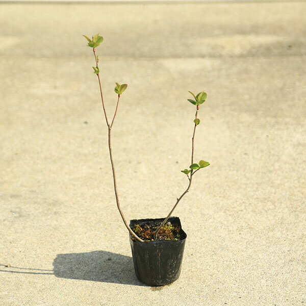 Rakuten - 庭木植木　果樹　苗：アロニア　チョコベリー（チョコレートベリー）*佐川急便発送