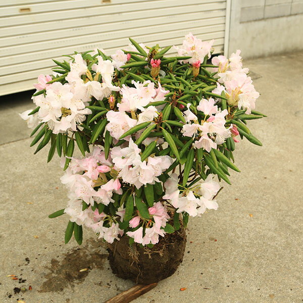 商品説明 ツツジ科　ツツジ属　常緑低木　開花時期：3-4月 撮影日：3月　 台湾原産の常緑低木樹。 白から薄ピンクの花びらに赤い斑点がのる清楚なシャクナゲ。 育てやすく強健で、日本石楠花にも似ている。 ＊写真の現品商品となります。 ＊季節により状態は異なります。 ＊ポットに植え替えてお届けとなる場合がございます。 サイズ 根巻き：約32cm　樹高：約60cm　幅：約70cm(撮影時) 育て方について 置き場所：風通しの良い半日陰の場所で管理します。水はけのよい酸性土壌を好みます。 水遣り：土の表面が乾いたらたっぷりと水を与えるようにしましょう。 簡単な育て方説明書がご入用の方は、備考欄にお書き下さい。 詳しい手入れ方法を知りたい方は、メール等でお問い合わせ下さい。