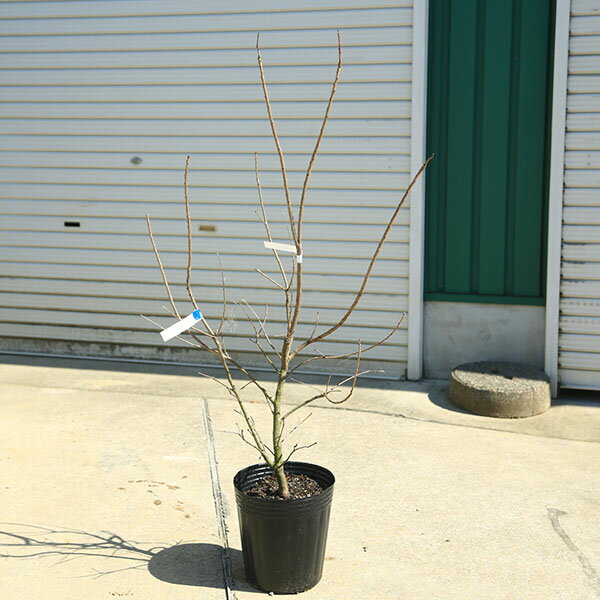 Rakuten - 庭木　植木　苗：スモークツリー (煙の木)グリーンボール　現品限り*8号　佐川急便