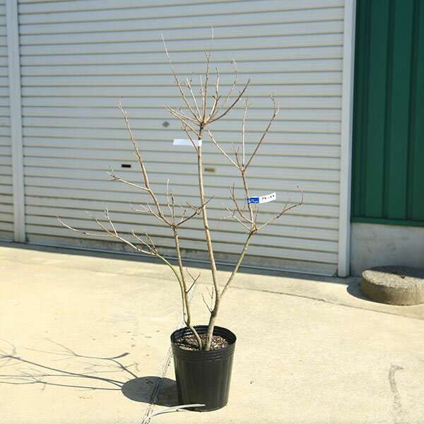 庭木　植木　苗：スモークツリー (煙の木)グリーンボール　現品限り*8号　佐川急便