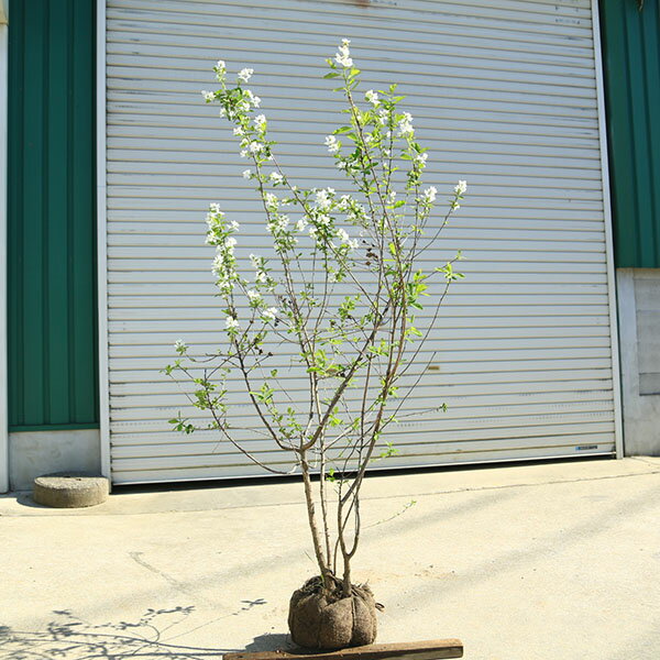 庭木植木：利休梅樹高150cm*佐川急便