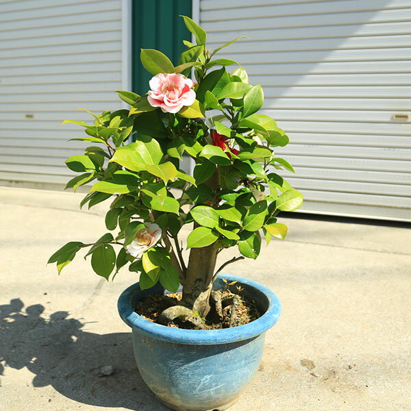 Other - 庭木・植木:椿　四海波（しかいなみ）現品限り！咲き分け品種　樹高50cm　全高80cm*佐川急便発送　つばき　ツバキ
