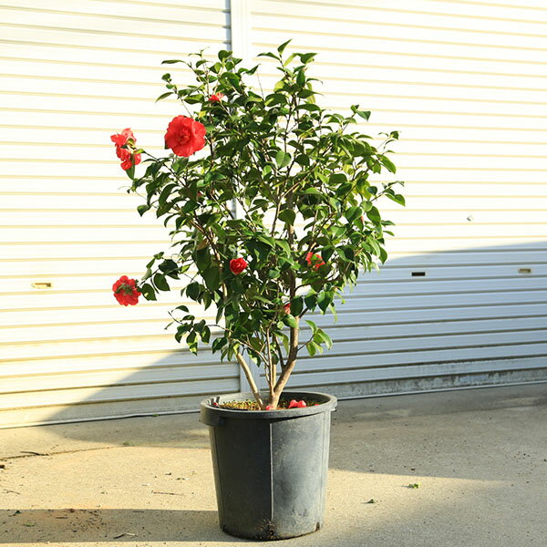 Rakuten - 庭木・植木:椿　唐紅（からくれない）現品限り！紅八重　樹高90cm　全高110cm*佐川急便発送　つばき　ツバキ