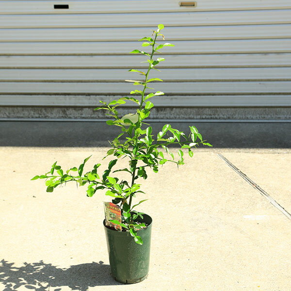 Other - 庭木　植木　果樹：コブミカン（こぶみかん）5号*　瘤蜜柑　瘤ミカン　苗