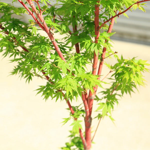 特撰庭木・植木：サンゴカクもみじ（珊瑚閣）*紅葉　樹高150cm　佐川急便発送　当...