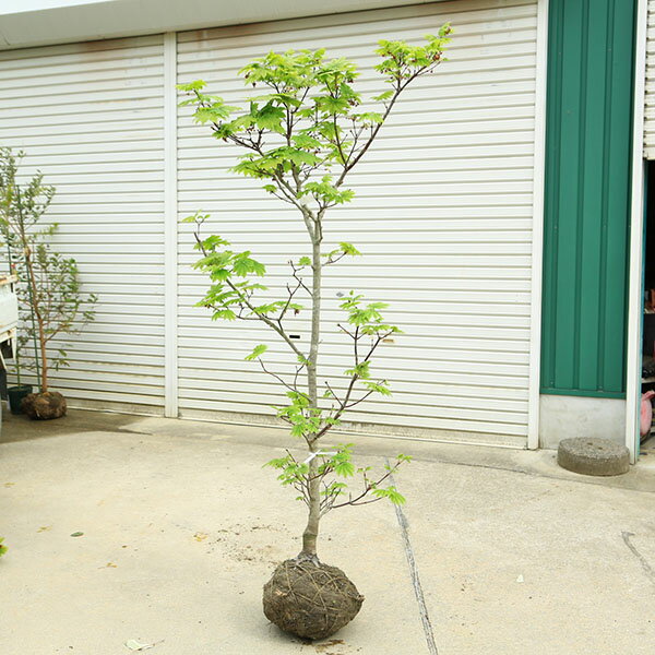 特撰庭木・植木：イタヤもみじ（青板屋モミジ）イタヤカエデ　紅葉　現品限り　佐川急便発送