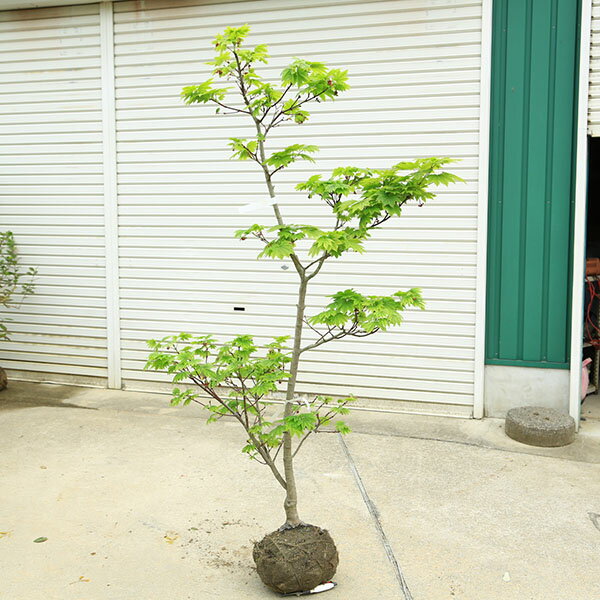 Rakuten - 特撰庭木・植木：イタヤもみじ（青板屋モミジ）イタヤカエデ　紅葉　現品限り　佐川急便発送