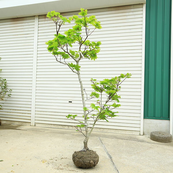 Rakuten - 特撰庭木・植木：イタヤもみじ（青板屋モミジ）イタヤカエデ　紅葉　現品限り　佐川急便発送