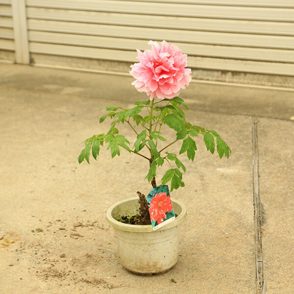 Rakuten - 庭木・植木：牡丹の木（ボタン）ぼたん　聖代　せいだい　桃花　7号ポット　現品限り　*