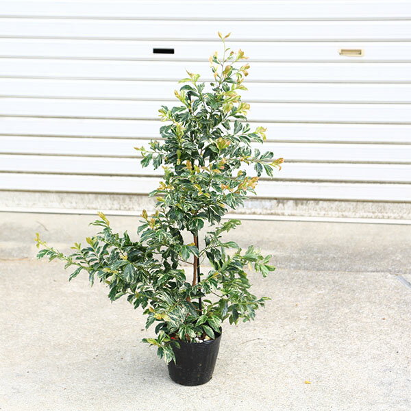 Other - 庭木　植木　苗：斑入りヒサカキ（残雪）*姫榊　ざんせつ　5号大株