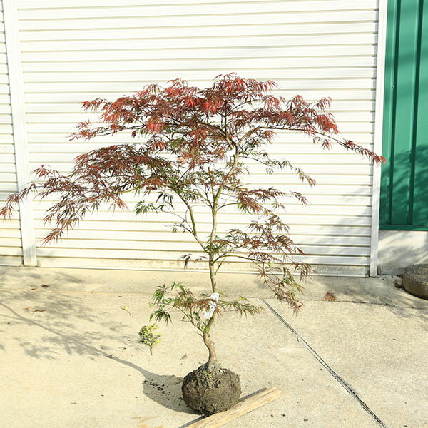 Other - 特撰庭木・植木：紅しだれもみじ（野村しだれもみじ）赤しだれもみじ　現品限り！　紅葉　佐川急便発送