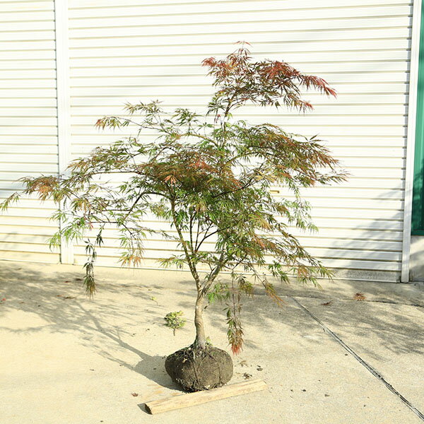 樂天商城 - 特撰庭木・植木：紅しだれもみじ（野村しだれもみじ）赤しだれもみじ　現品限り！　紅葉　佐川急便発送
