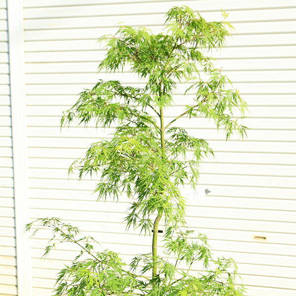 庭木：青しだれもみじ(枝垂れ紅葉)　青枝垂れ紅葉　 樹高150cm　佐川急便発送　現...