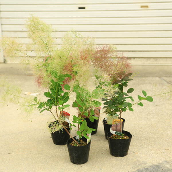 商品説明落葉中木5-6月ごろ開花。5月-6月ごろに花が咲き、そのあと花序がふわふわとしてきます。この様子がまるで煙のようなことから、『スモークツリー』名前がつきました。撮影：2月＊3点セット商品（価格）ではありません。＊数量物商品となりますので、枝ぶりなどは異なります。＊必ずしもお花がついている状態でのお届けではありません。　サイズ鉢径：約15cm（ポリポット）樹高：25cm　幅：約20cm　育て方について置き場所：日当たりの良い室外が基本です。鉢植え向けです。水かけ：土の表面が乾いたらたっぷりと水を与えるようにしましょう。秋から冬にかけては水を控えめに与えます。/>肥料：初夏の生育期には緩効性肥料を2ヶ月に1回与えます。☆育て方説明書をご希望の方は、備考欄にお書きください。ご購入後、お手入れ方法を知りたい方は、メール・電話等でお問い合わせ下さい。納期配達ご希望日時指定が可能です。お急ぎの場合は午前中までにご注文の場合、即日発送も可能です。