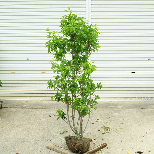 楽天市場】ソヨゴ 現品（植木｜ガーデニング・農業）：花・ガーデン