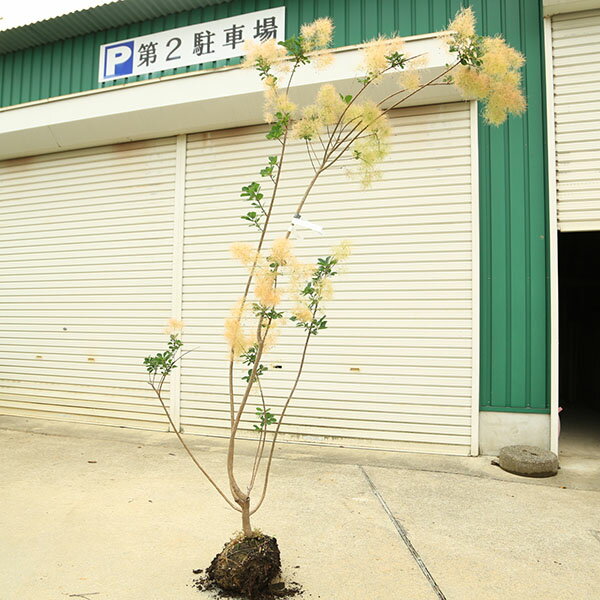 庭木　植木：スモークツリー (煙の木)シトロンシュシュ　現品限り　雌株*　佐川急便発送