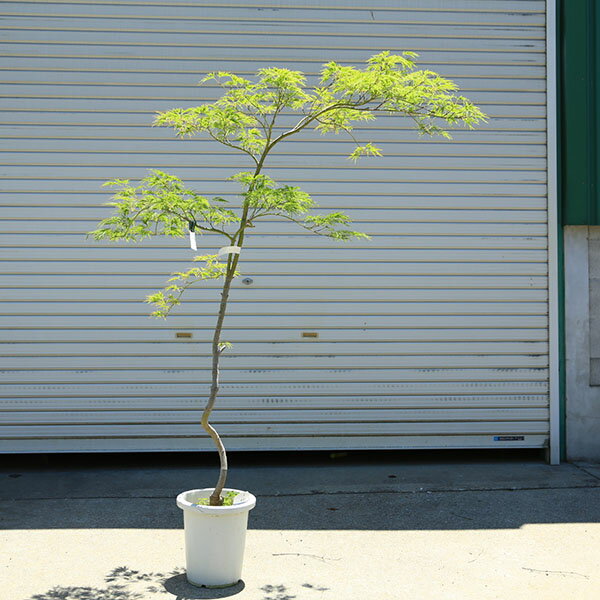 庭木：青しだれもみじ（青枝垂れ紅葉）　ポット 　全高160cm　佐川急便発送　現品限り！