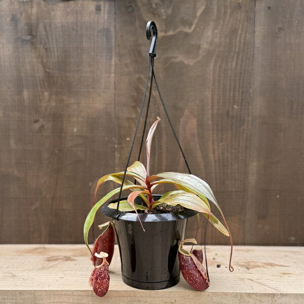 Rakuten - 希少品種　観葉植物　食虫植物：ウツボカズラ　ネペンテス　スキ　吊り鉢*5号　ネペンシス