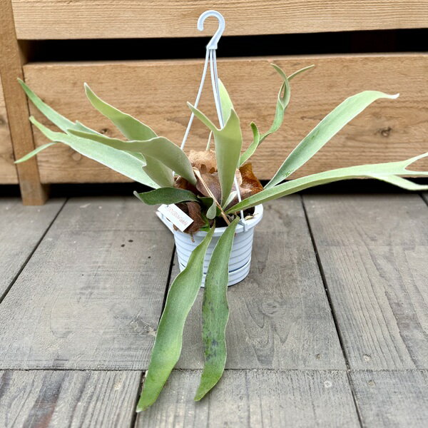 Rakuten - おしゃれ　観葉植物：ビカクシダ コウモリラン ビーチー*4号 吊り鉢　ベイチー ヴィーチー Platycerium Veitchii