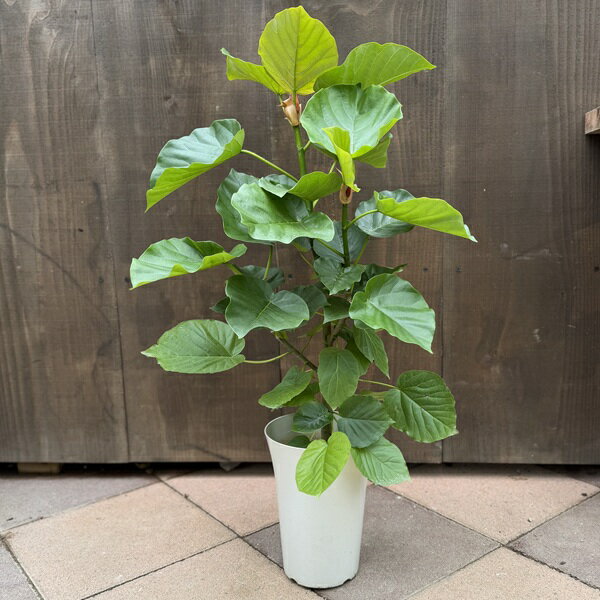 おしゃれ 観葉植物：フィカス ウンベラータ*5.5号