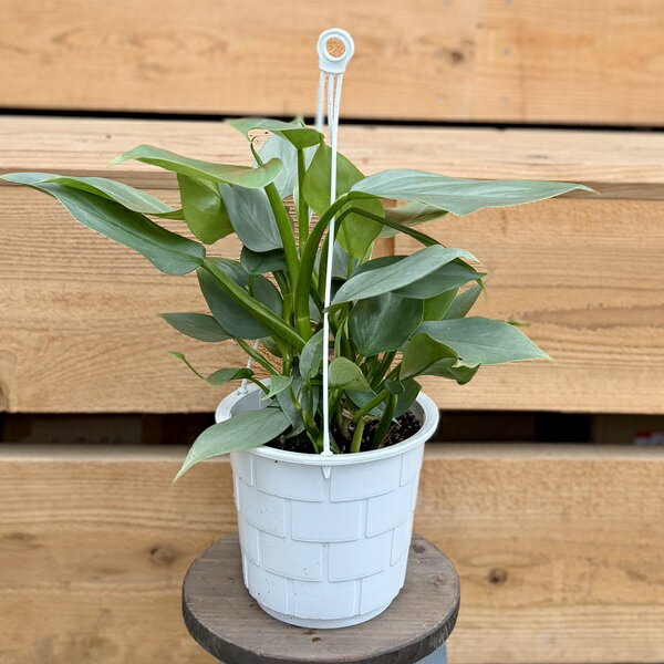 おしゃれ 観葉植物：フィロデンドロン シルバーメタル*5号吊り鉢