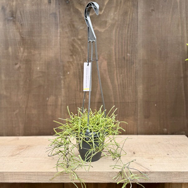 Rakuten - 観葉植物：ホヤ　レッツーサ*3.5号 吊り鉢