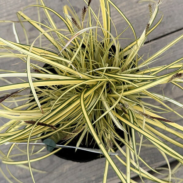 観葉植物　苗 グランドカバー グラス：カレックス オシメンシス エヴァロロ*5号