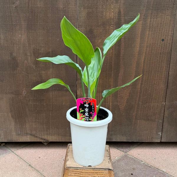 観葉植物：ストレリチア　レギネ*4号プラポット