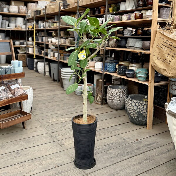 観葉植物：フィカス ベンガレンシス 鉢植え 受皿付*シュエット鉢ブラック ベンガルゴムの木　大型ヤマト便