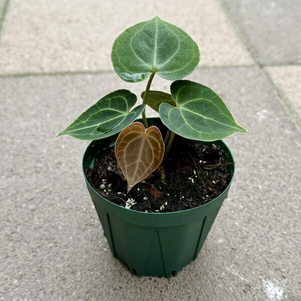 Rakuten - おしゃれ 観葉植物：アンスリウム クラリネルビウム*3号 プラポット クラリネビウム