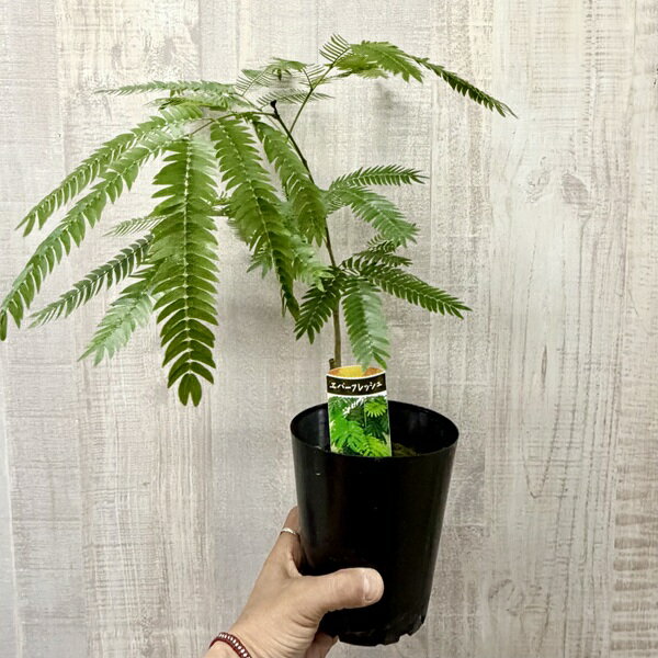 Other - 観葉植物：エバーフレッシュ*4号プラポット ネムノキ ねむの木