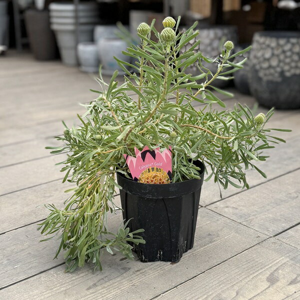 観葉植物 鉢花 選べる：リューコスペルマム 6号*カリプソゴールド リゴレット スカーレットリボン カーニバルピーチ カーニバルサンライズ
