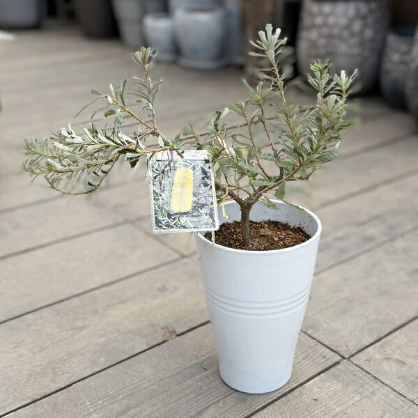 Rakuten - 観葉植物 鉢花 苗：バンクシア マジナータ*5号　Banksia marginanata