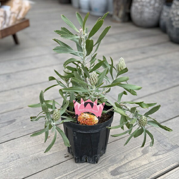 Rakuten - おしゃれ 観葉植物 鉢花：リューコスペルマム マディグラスペティ*リュウコスペルマム ピンクッション 6号