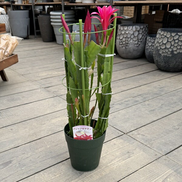 Rakuten - 観葉植物 花色選べる：クジャクサボテン*5号　孔雀サボテン