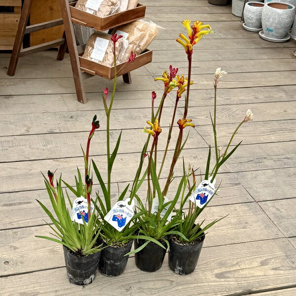 Rakuten - 観葉植物 鉢花 花色選べる：カンガルーポー 3.5号*1個